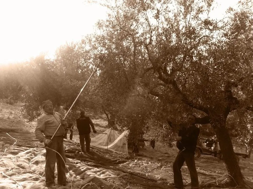 la storia di Sbaraglia